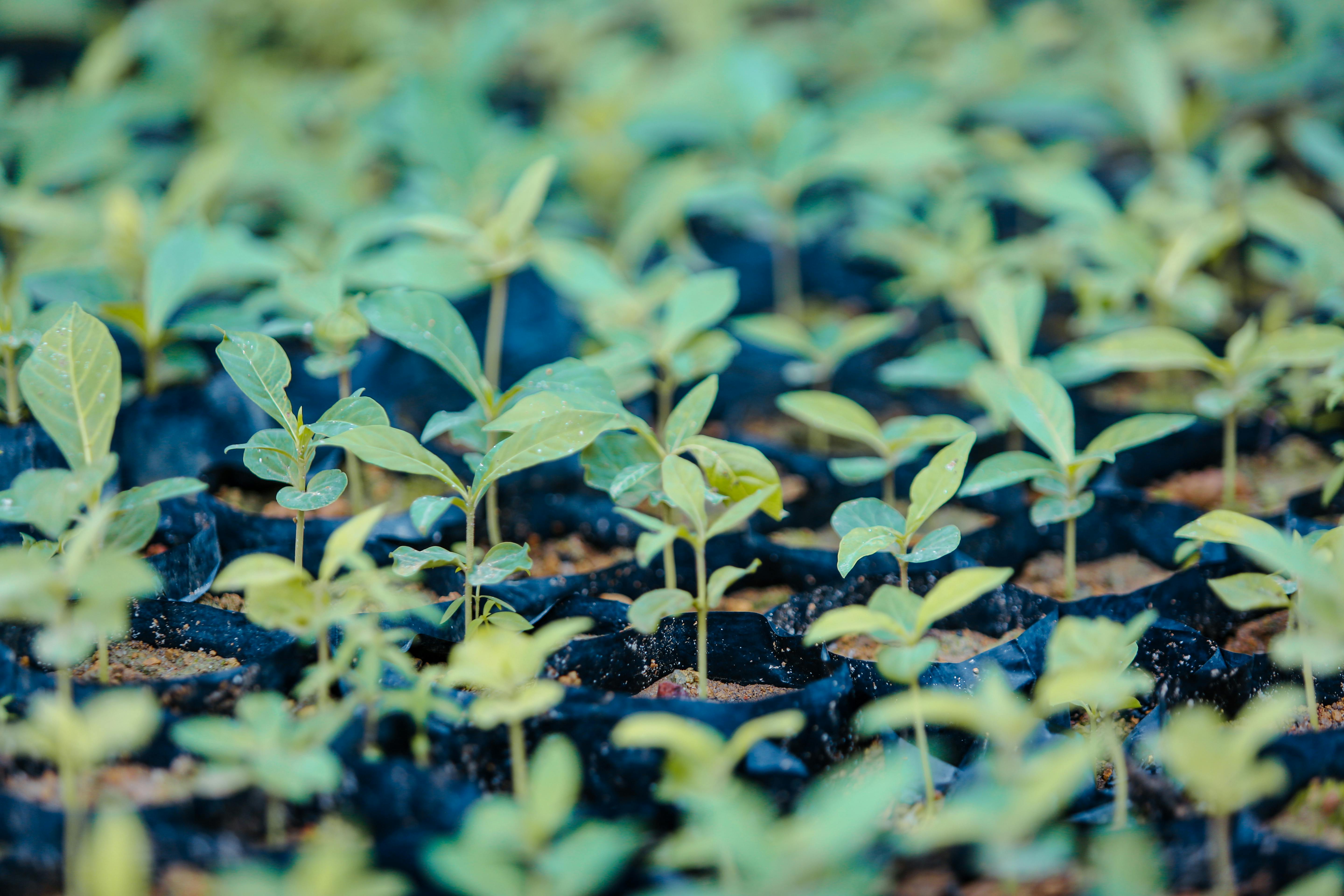 Reforestation Program